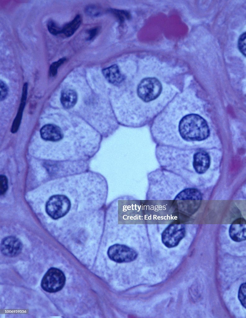 SIMPLE CUBOIDAL EPITHELIUM lining a KIDNEY TUBULE, 250X