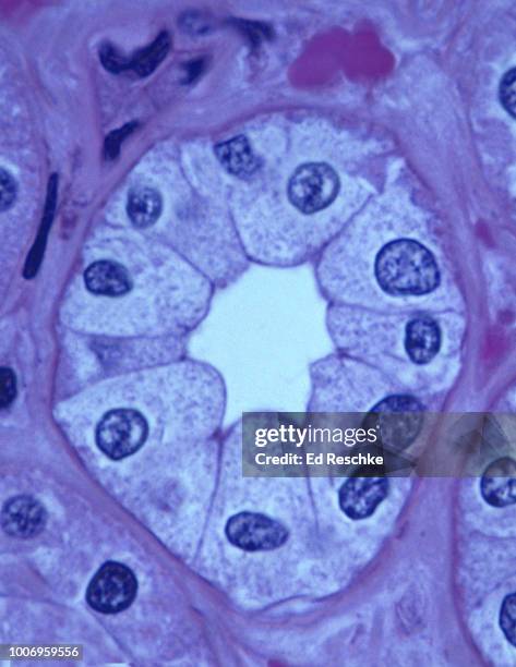 simple cuboidal epithelium lining a kidney tubule, 250x - epitelio imagens e fotografias de stock