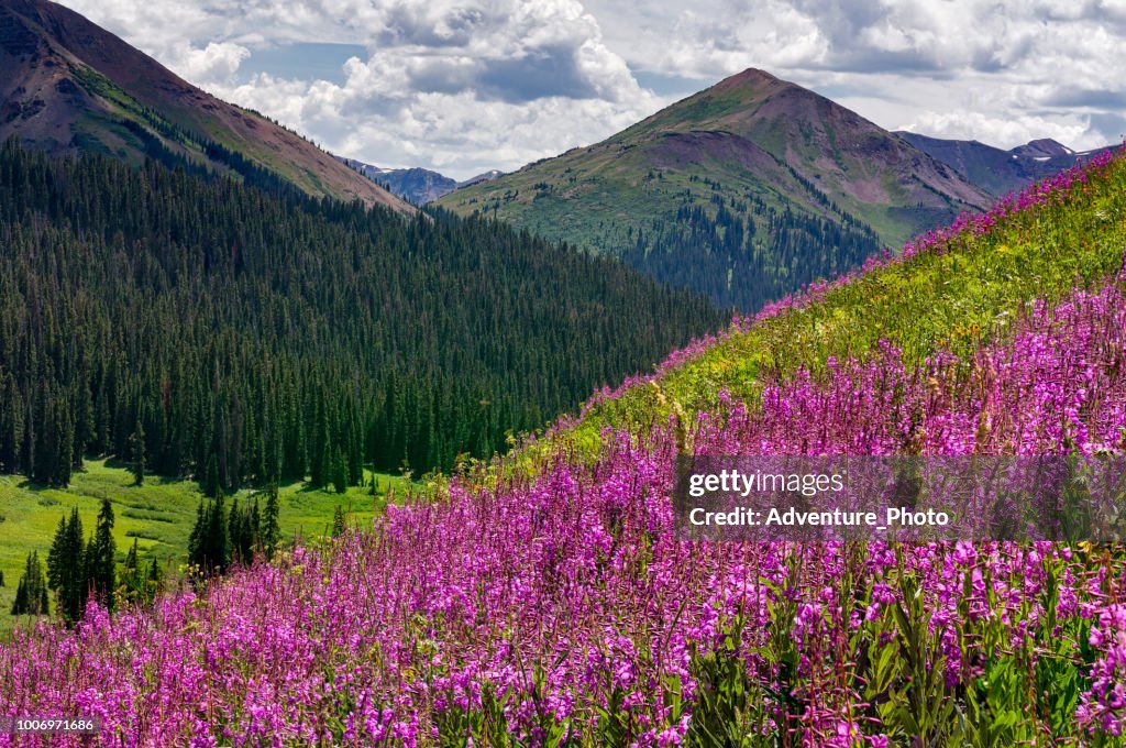 Pink Fireweed and Mountain Views