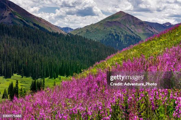 pink fireweed and mountain views - telluride stock pictures, royalty-free photos & images