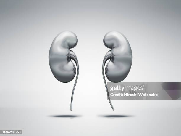 normal metal kidney - rene foto e immagini stock