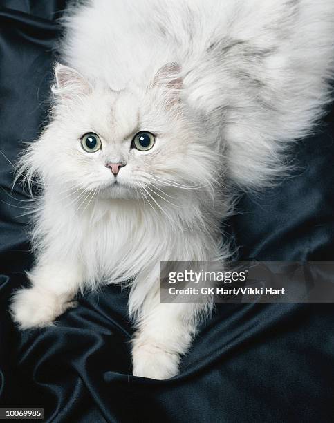 persian cat on black satin - chat persan photos et images de collection