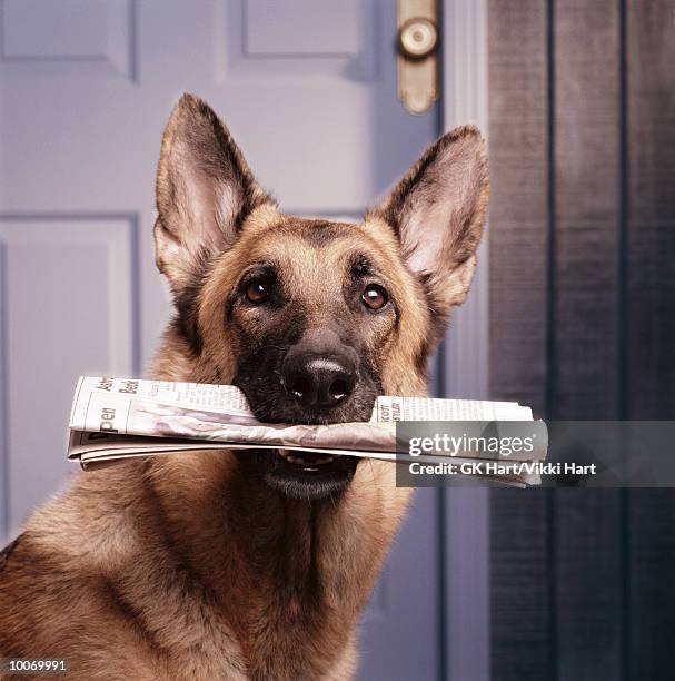 holding newspaper - german shepherd face stock pictures, royalty-free photos & images