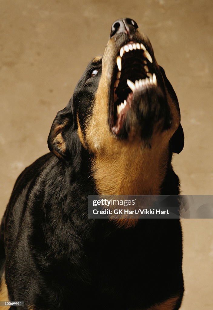 BROWN ROTTWEILER SNARLING