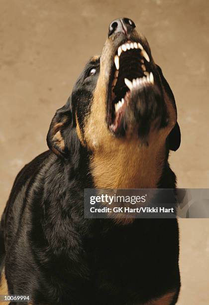 brown rottweiler snarling - rottweiler imagens e fotografias de stock