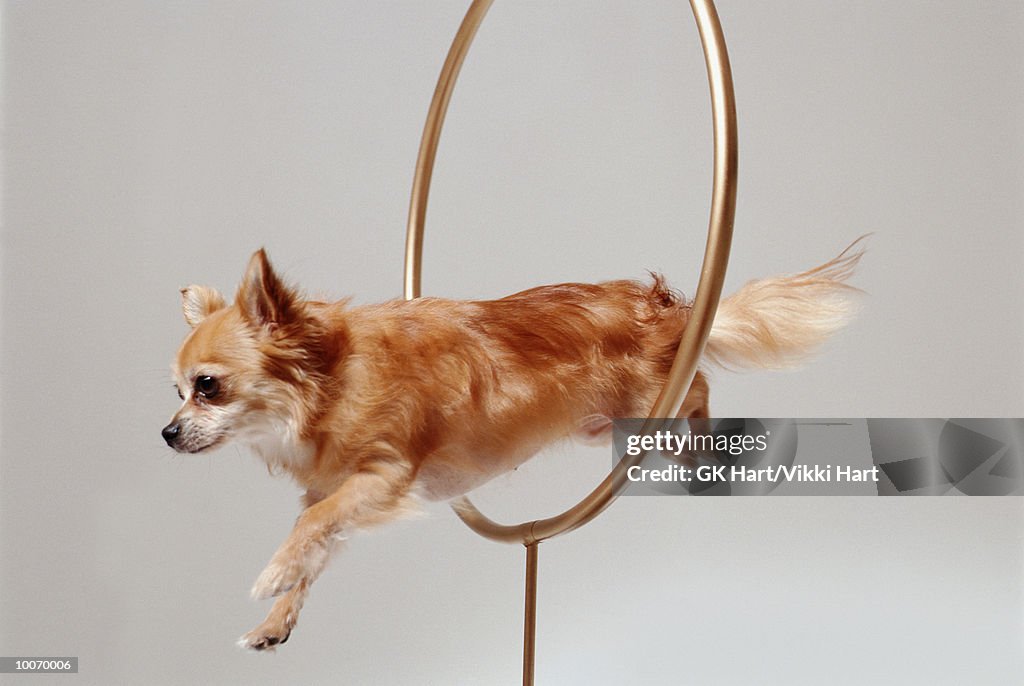 CHIHUAHUA THROUGH HOOP