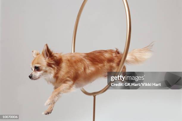 chihuahua through hoop - hula hoop studio stock pictures, royalty-free photos & images