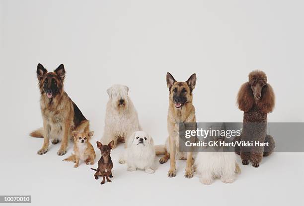 dog line-up both high and low - perro de pura raza fotografías e imágenes de stock