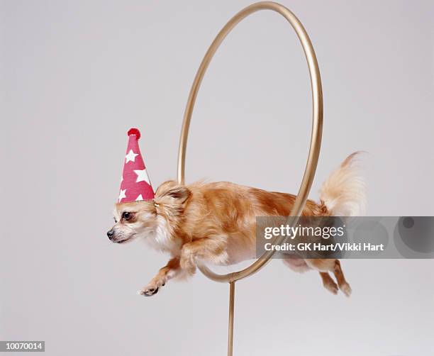 chihuahua through hoop - animal tricks foto e immagini stock