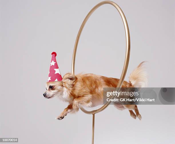 chihuahua through hoop - animal tricks ストックフォトと画像