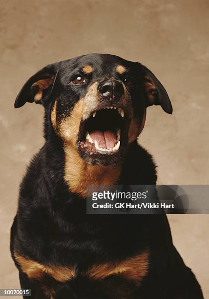 rottweiler barking - animal teeth stock pictures, royalty-free photos & images