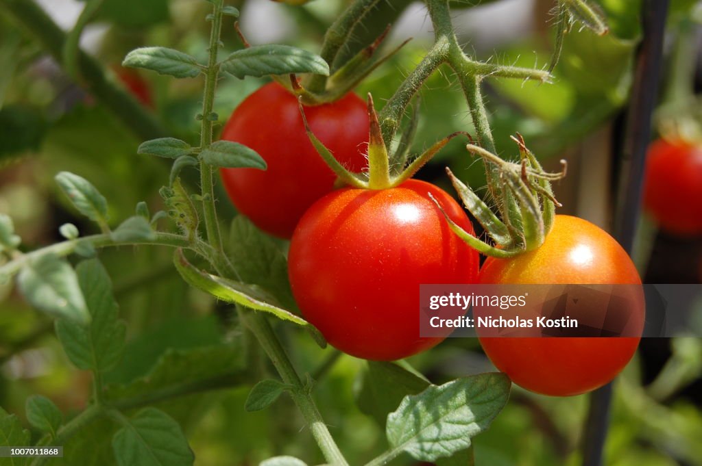 Ripe Cherry Tomatoes Close Up