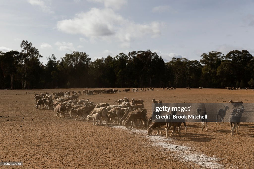 New South Wales Farmers Battle Crippling Drought