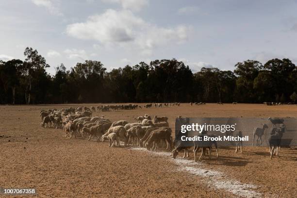 Sheep Rce Sheep Race Photos and Premium High Res Pictures - Getty Images