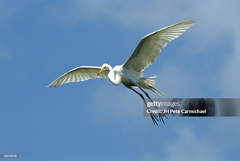 AMERICAN EGRET IN FLIGHT OVER NEST IN FLORIDA