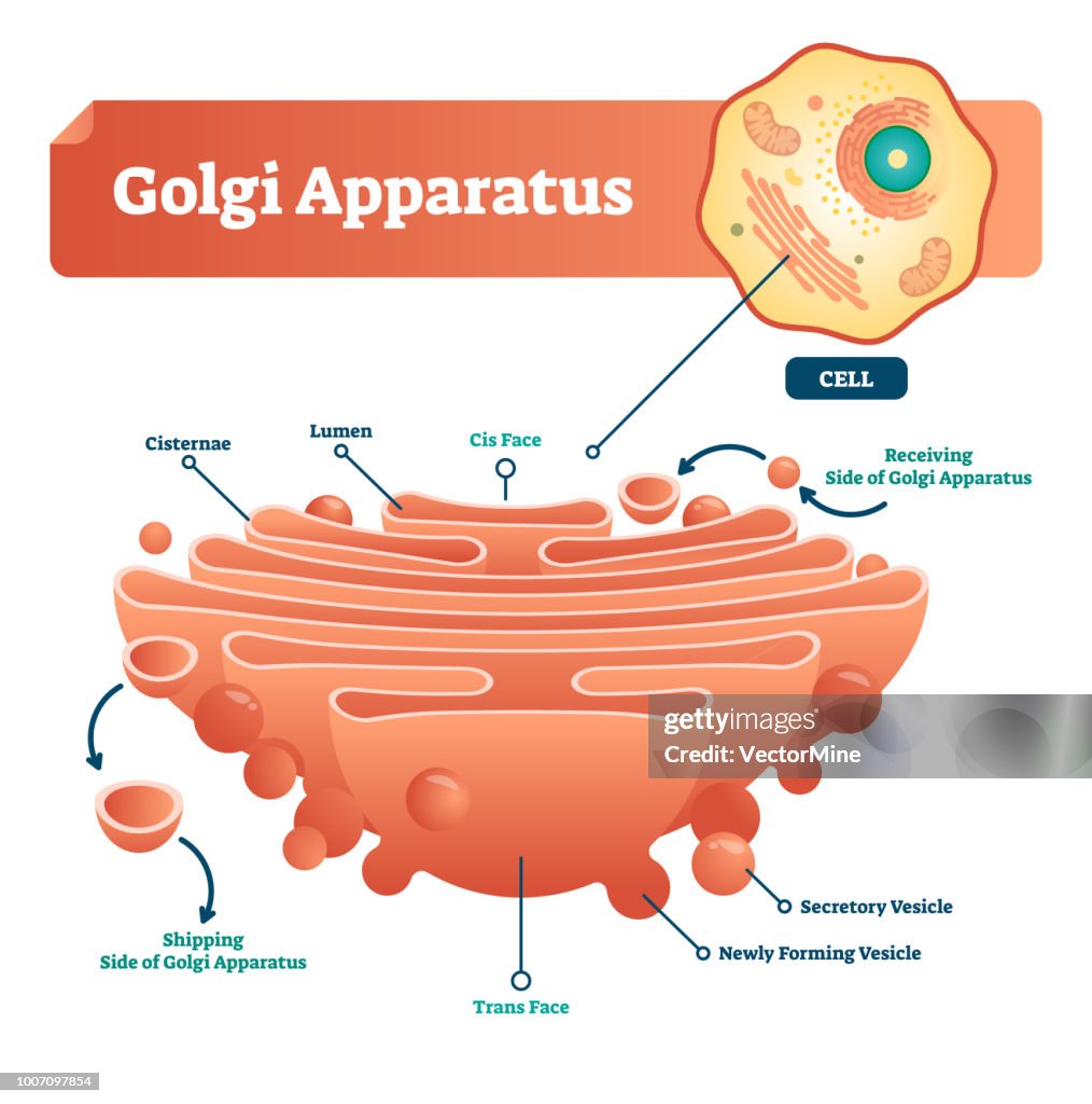 Appd Rrat Golgiapparat Vektorillustration Beschriftete Mikroskopische Schema Mit ...