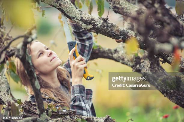 junge frau, die einen obstbaum beschneiden - stutzen stock-fotos und bilder