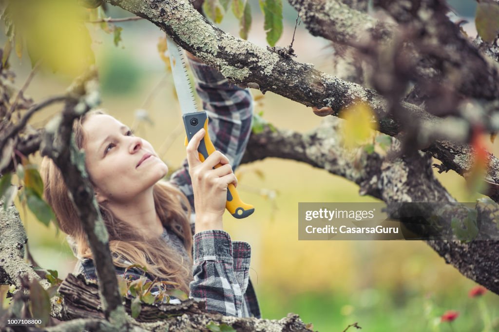 Jovem mulher enfeitar uma árvore de fruta