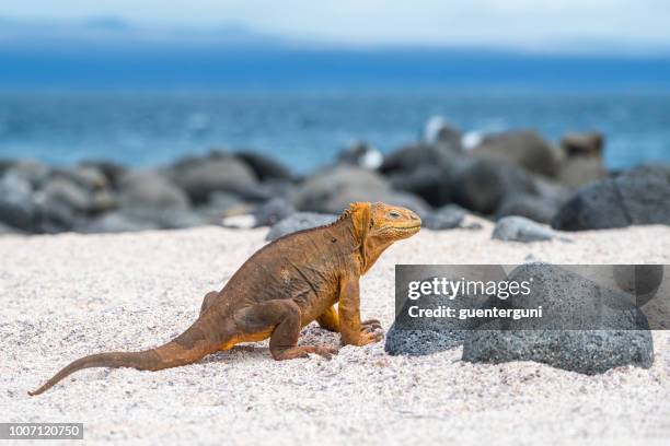 galapagos land leguan am north seymour island - galapagos land iguana stock-fotos und bilder