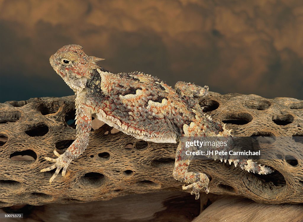 HORNED LIZARD IN SOUTH WEST USA