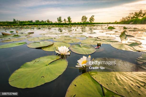 bloeiende wildwater lilly in een zonsondergang over een natuurreservaat - water lily stockfoto's en -beelden