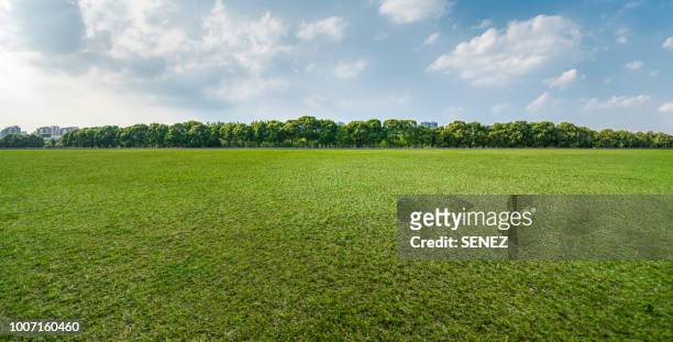 green grassland and blue sky - green grass fotografías e imágenes de stock