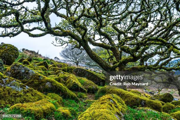 wistman's wood trees - devon stock-fotos und bilder