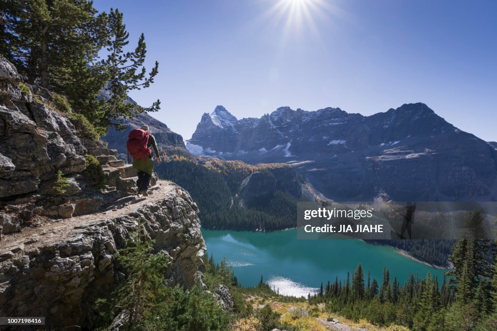 Hiker walking on the Alpine circuit trail, Lake O'Hara, Yoho National Park, UNESCO World Heritage Site, Canadian Rockies, Alberta, Canada, North America