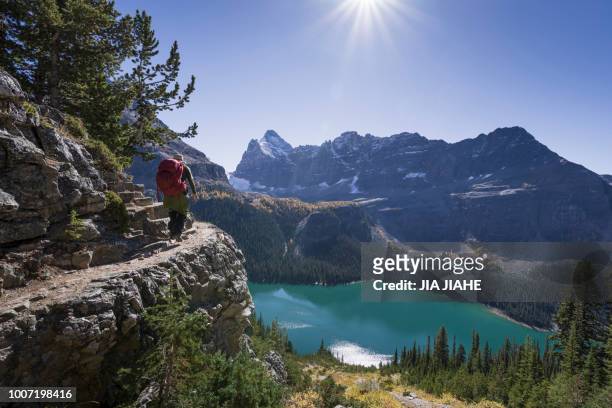 hiker walking on the alpine circuit trail, lake o'hara, yoho national park, unesco world heritage site, canadian rockies, alberta, canada, north america - lago o'hara imagens e fotografias de stock