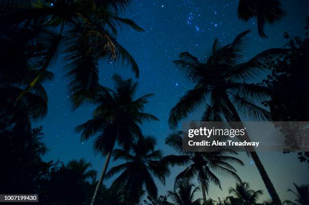 swaying palm fronds and stars at palomino on the carribean coast of colombia, south america - palomino stock-fotos und bilder