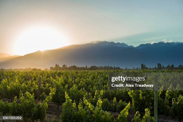 malbec vineyards at the foot of the andes in the uco valley near mendoza, argentina, south america - argentina vineyard stock pictures, royalty-free photos & images