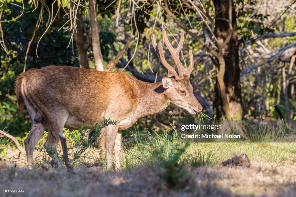 Adult buck Timor rusa deer (Cervus timorensis) in velvet on Rinca Island, Indonesia, Southeast Asia, Asia