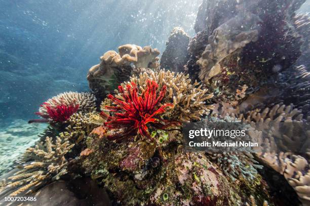 red crinoid on tengah kecil island, komodo national park, flores sea, indonesia, southeast asia, asia - scyphocrinites elegans fotografías e imágenes de stock