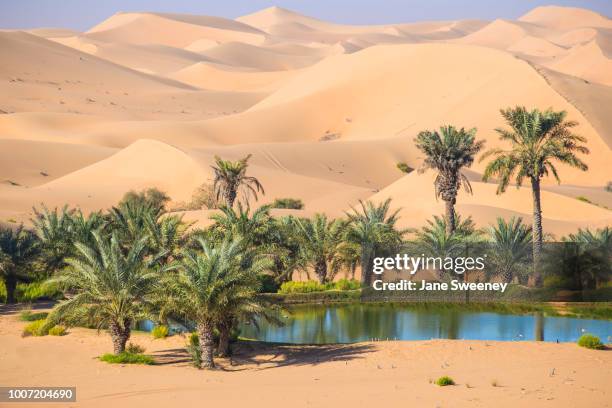 remah desert, al ain, abu dhabi, united arab emirates, middle east - oase stock-fotos und bilder