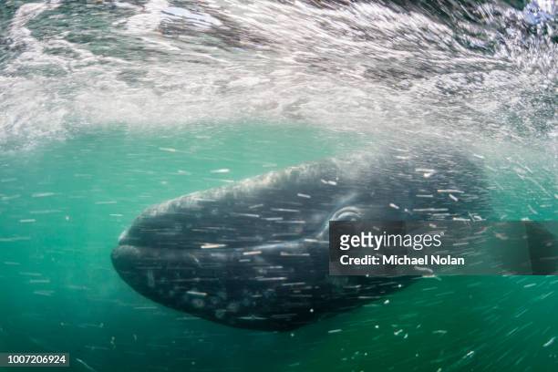 california gray whale calf (eschrichtius robustus) underwater in san ignacio lagoon, baja california sur, mexico, north america - grey whale stock pictures, royalty-free photos & images