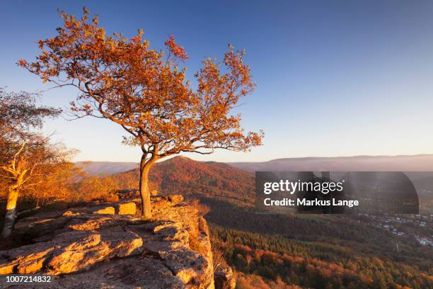 view from battert rocks, merkur mountain, baden baden, black forest, baden wurttemberg, germany, europe - baden baden fotografías e imágenes de stock