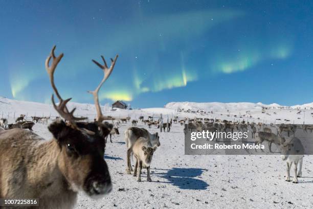close up of a reindeer under the northern lights (aurora borealis), abisko, kiruna municipality, norrbotten county, lapland, sweden, scandinavia, europe - schwedisch lappland stock-fotos und bilder