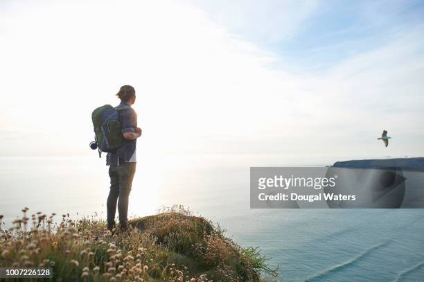 male hiker looking out to sea with passing seagull. - gapyear imagens e fotografias de stock