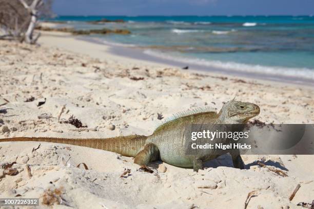 a turks and caicos rock iguana (cyclura carinata), on little water cay, providenciales, turks and caicos, in the caribbean, west indies, central america - providenciales stockfoto's en -beelden