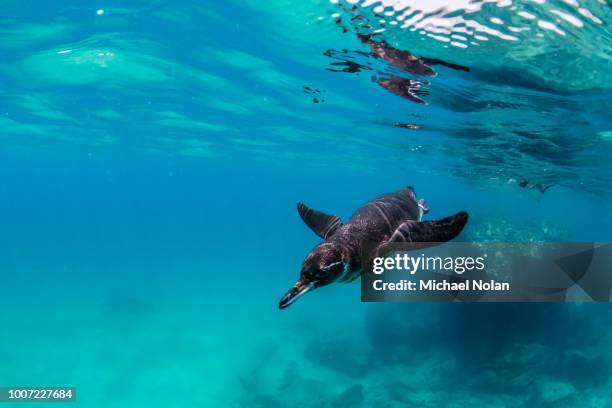 galapagos penguin (spheniscus mendiculus) swimming underwater at bartolome island, galapagos, ecuador, south america - galapagos penguin stock pictures, royalty-free photos & images