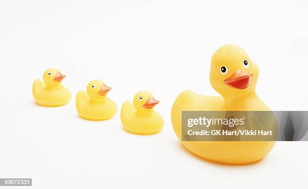 duck & 3 ducks - badeend stockfoto's en -beelden