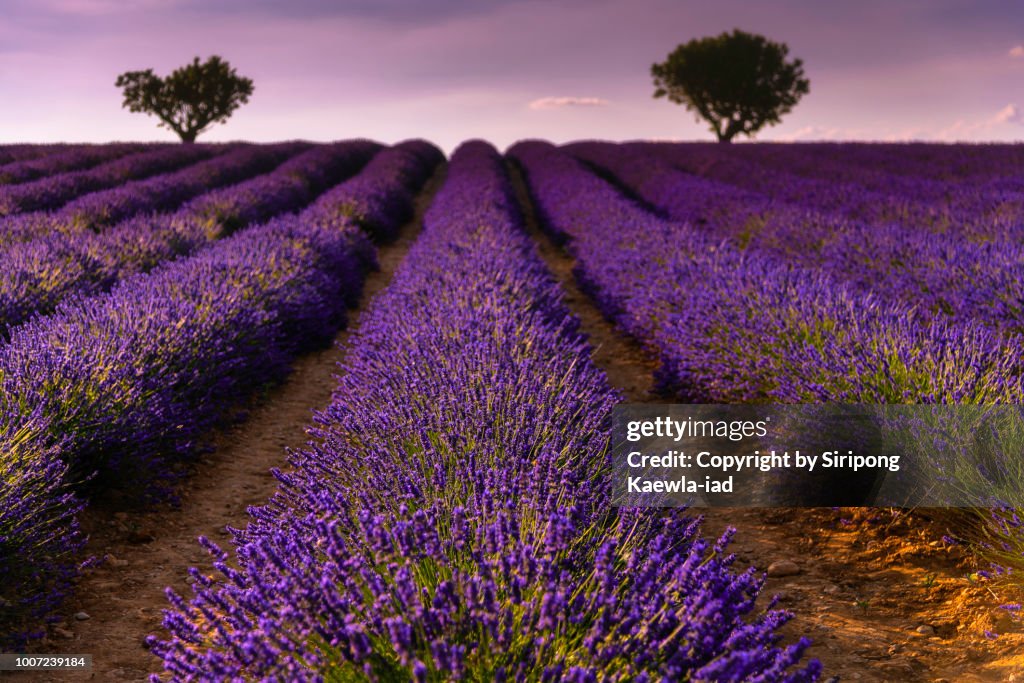 Close up of lavender rows in Valensole, France.