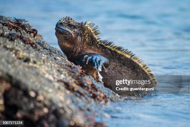 iguana marina endémica en fernandina, islas galápagos - galapagos land iguana fotografías e imágenes de stock