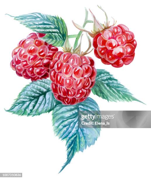 stockillustraties, clipart, cartoons en iconen met drie frambozen op een witte achtergrond. aquarel schilderij - framboos