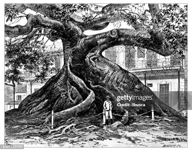 antique scientific engraving illustration: java cotton, java kapok, silk-cotton, samauma, ceiba tree in nassau - kapok tree stock illustrations