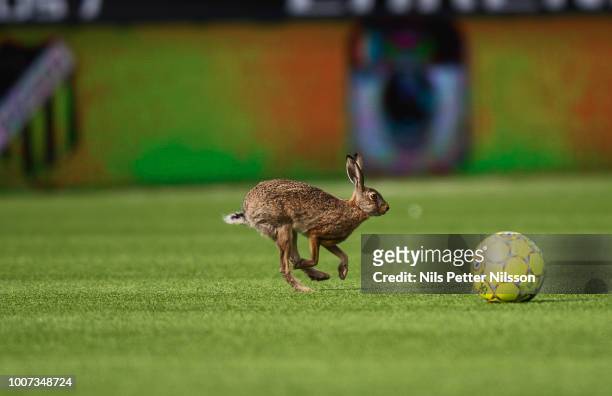 Rabbit runs on the pitch ahead of the Allsvenskan match between BK Hacken and Orebro SK at Bravida Arena on July 29, 2018 in Gothenburg, Sweden.
