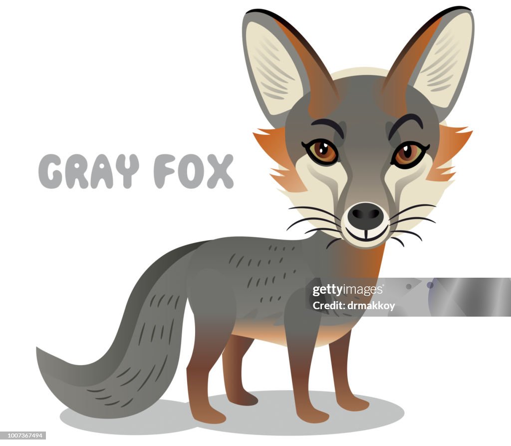 Gray Fox