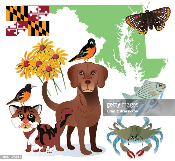 stockillustraties, clipart, cartoons en iconen met maryland symbolen - blauwe zwemkrab