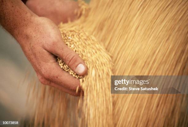 hands with wheat during harvest - koerner stock-fotos und bilder