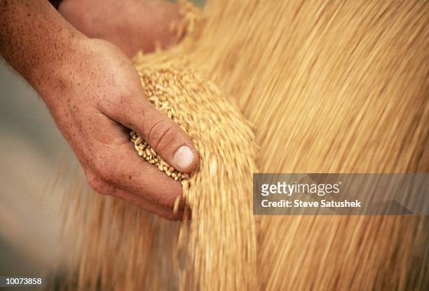 hands with wheat during harvest - trigo fotografías e imágenes de stock